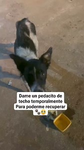 4.7K views · 45 reactions | Actualización perrita del Suburbio...