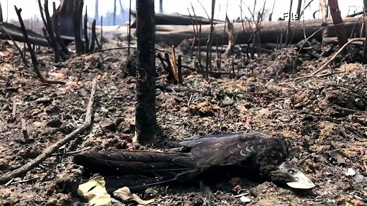 13K views · 276 reactions | Deforestation in the Amazon rainforest rose sharply in April, data from Brazil's National Institute for Space Research showed, as the coronavirus outbreak keeps many environmental enforcers out of the field. | Reuters | Facebook