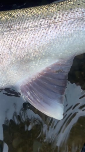 Addicted Fishing on Instagram: "New episode just hit the channel and it’s a BANGER. 🎥🔥 We hit a new stretch of river, bank fished for steelhead, and ended up landing some absolute UNITS. Fresh chrome, hard fights, and the kind of bites that keep you up at night thinking about it. 👀🎣 Full episode is LIVE on YouTube right now👊 #steelheadfishing #pnwsteelhead #bankfishing #chromesteelhead #addictedfishing"