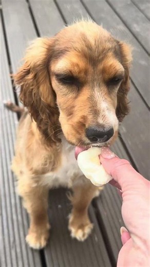 🐶 Frozen Treats Part 3 | The Taste Test! ❄️🍊