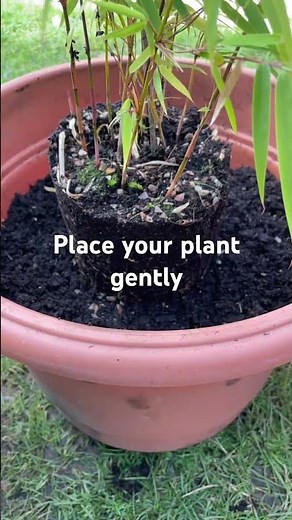 How To Grow Bamboos 🪴 in Pots? #bamboo #bambootips #gardening #diy