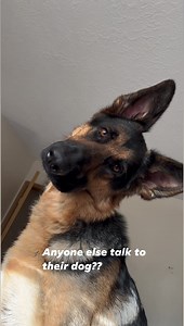 121K views · 7.5K reactions | German shepherd HEAD tilts #germanshepherd #reels | Zeus and Luna | Facebook