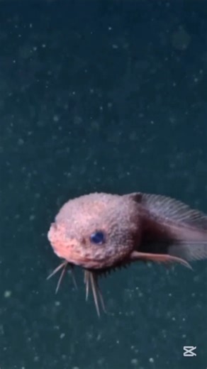 Tiny Fish Survives Extreme Ocean Depths 😳 Deep Sea Snailfish