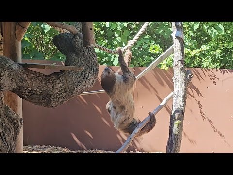 Two-Toed Sloth Moving Around