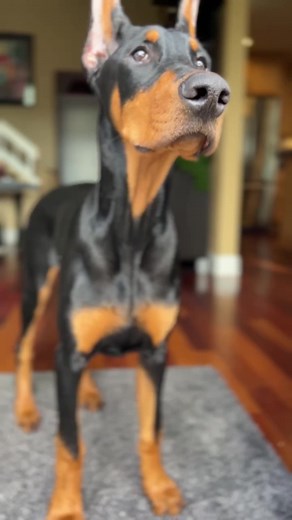 247K views · 27K reactions |  no truer statement has ever been said #brucethedoberman #doberman #dobermann #rubydooby_do #dogsofinstagram | Rubydoobydo | Facebook