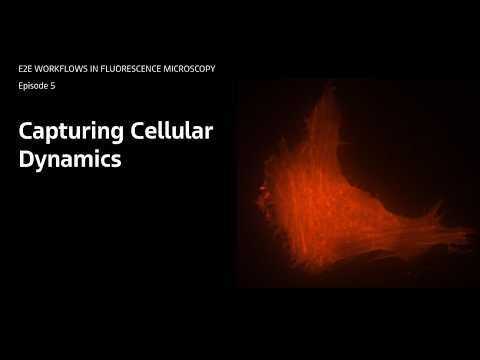 E2E Fluorescence Microscopy #5: Capturing Cellular Dynamics: Setup and Automated Long-Term Imaging