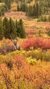 268K views · 15K reactions | Love watching the wildlife in Denali during Fall!  - Sara Nichols Becker | The Alaska Frontier | Facebook