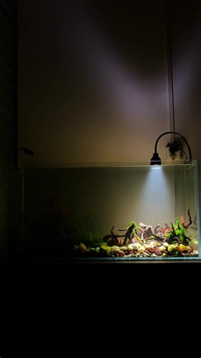 Adjustable Aperture Aquarium Lights: A Guide