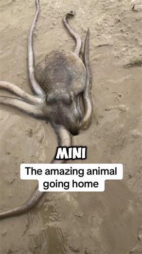 this animal.is literally a alien on earth 😯🤯 it's the octopus