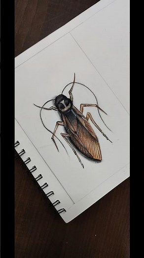 how to draw realistic cockroach