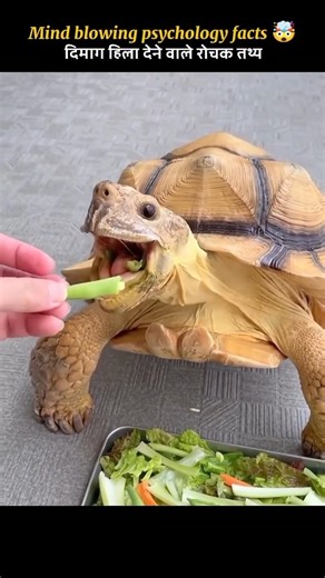 Weird Facts About Tortoise 🐢🐢 #shorts #youtubeshorts #ytshorts