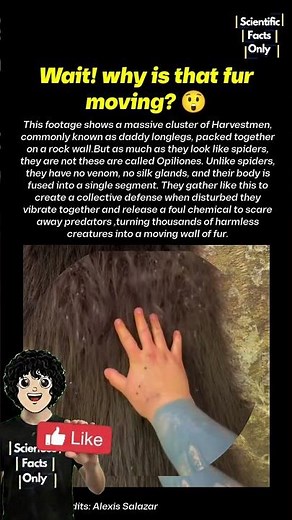 That Hairy Wall Is Actually Alive 🤯
