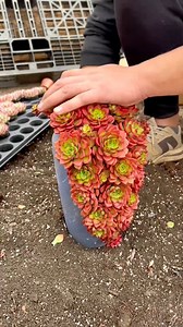 Beautiful ideas for your succulents 🪴 #succulents #suculentas | Succulents