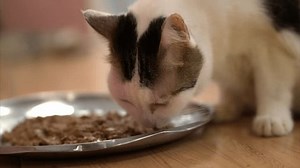 Curious Cat Explores Meal Home Capturing Stock Footage Video (100% Royalty-free) 3593146897 | Shutterstock