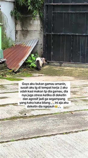 Kucing Hitam Putih Hilang di Bekasi: Apa yang Harus Dilakukan?