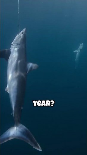 The Shocking Truth About Overfishing #sharks #marinelife #ocean