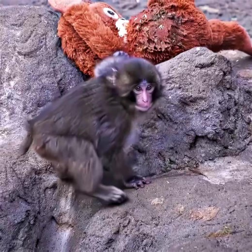 #monkey #punch #edit