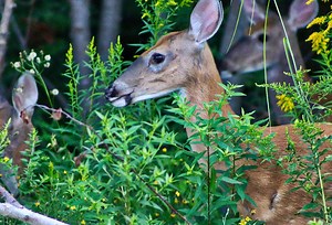 Dawn Dish Soap Deer Repellent - Should You Use It?