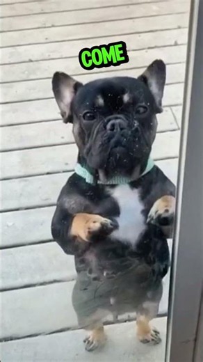WiLL DaNcE fOr tReAtS 🕺🐶