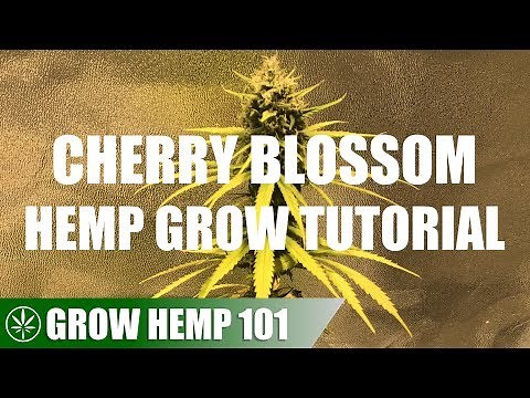 Indoor Cherry Blossom Medicinal Hemp Grow