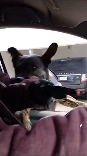 Dutch Shepherd Stops Gunman