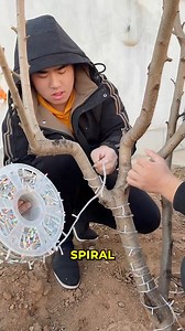 1.2K views | Spiral LED lights transform simple tree. #LEDLights #TreeDecoration | Trendy Satisfy | Facebook