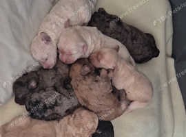 Gorgeous cavapoochon puppies - £1,200