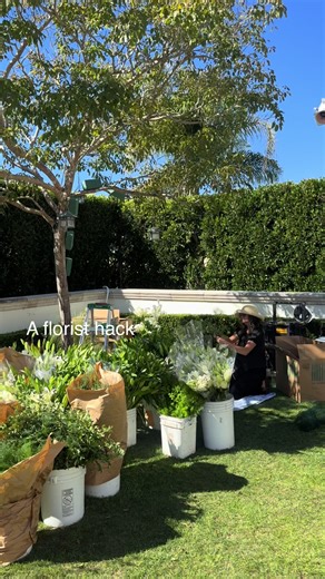 Florist Hack for tree installs. Start with your dry foam burrito as your base. Use Mexican feather grass at the bottom to create fullness and texture, then begin layering your install up the tree like living art. It’s all about layering. Start with the Mexican feather grass base, then build in moss, and continue layering your greens: deflexus, bear grass, sheet moss, Spanish moss, defluxus, and plumosa. Then layer up with asiatic lilies, calla lilies, and giant white allium The goal is movement,