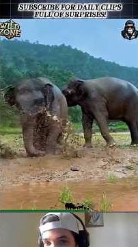 Amazing Animal Clips That Will Leave You Speechless! #viral #animals #wildlifeentertainment