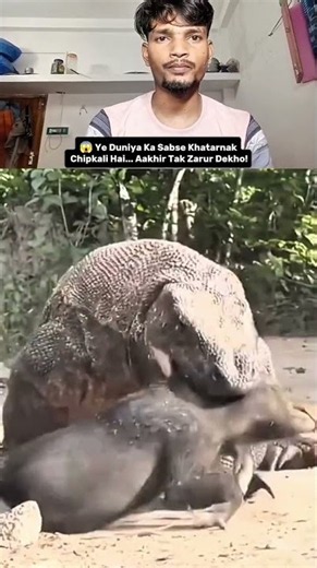 Komodo Dragon 😱 Duniya Ki Sabse Badi Chipkali | 70 KG Khana Ek Baar Mein!