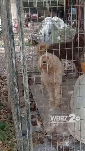 Police say multiple calls about dogs barking and chasing people led them to the Greensburg property. Officers obtained a search warrant for the residence and property.Watch David Hamilton's full story: https://t.co/xElM6Zoggo