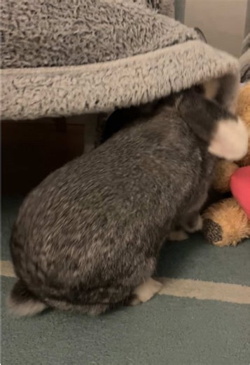 Mischievous Ted the Bunny