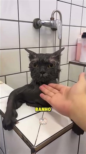 Cats love baths… trust me 😂🐱