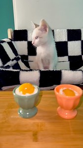 Cats eating boiled eggs 🥚 😋 #cats | Lory's Cats