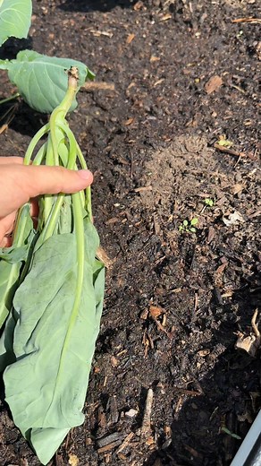 3.8K views · 15 reactions | Outsmart gophers with our gopher net! Made from extra thick 304 grade stainless steel, the screen and staples are designed to be durable and last for decades under the soil, and are tailor-made to fit each of our popular configurations. | Vego Garden | Facebook