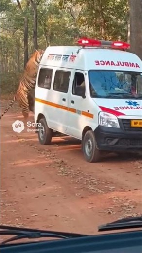 जंगल में एम्बुलेंस पर टाइगर का अचानक हमला! मोबाइल में कैद खौफनाक पल 🤯🐅#shortvideo #newgadgets