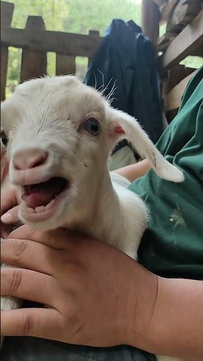 Listen Closely… Baby Goat Is Calling Mama #cutefarmanimal #cute