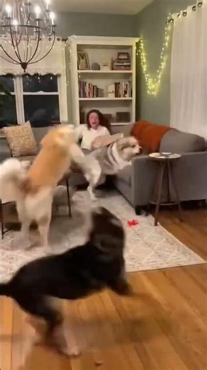 Battery recharged in 1 second.......#viral #funny#dog #comedy #popular #video#love