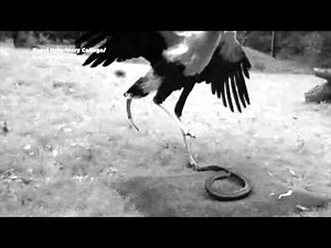 Quantifying the killer kick of a Secretary Bird