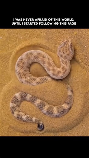 WildSide_Earth on Instagram: "🐍🌵 Did you know? The Saharan sand viper is perfectly designed for life in the scorching desert—making it one of nature’s most elusive predators! This snake not only has heat-sensing pits to detect prey at night, but also sports keeled scales that help it ‘grip’ shifting sand: 🔹 Instead of slithering straight, it sidewinds—lifting sections of its body to glide effortlessly across hot surfaces without overheating! ☀️ 🔹 When danger is near or prey comes close, the 