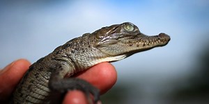 How a Florida nuclear power plant became a crocodile nursery