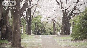 桜のある情景～2021年 東京～ コロナ禍2年目の春 テレビ朝日報道カメラマン撮影 | テレ朝news