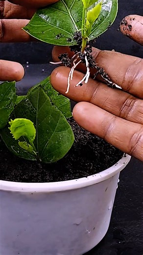 How to grow hibiscus tree from hibiscus leaves || Growing leaves //#highlights | DIY IndoorGarden