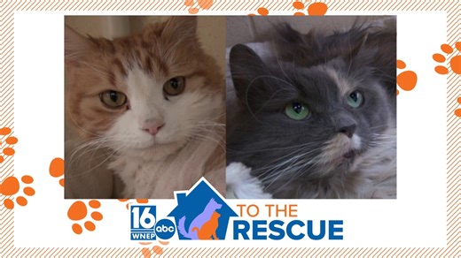 16 To The Rescue: SPCA of Luzerne County's Apollo and Selena