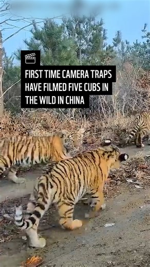 WWF’s Tigers Alive Initiative on Instagram: "A world first...camera traps have filmed an Amur tigress with five (yes five!) cubs in Northeast China. Wild Amur tigers typically give birth to one to four cubs, making five cubs an exceptionally rare occurrence even in regions with abundant prey. WWF-China is supporting the government to protect this area by removing snares and partnering with local communities to reduce human-wildlife conflict. China’s tiger population is estimated to be about 70 w