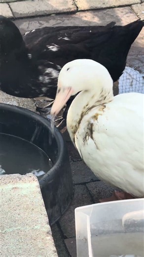 Somehow my duck Kevin always manages to be the dirtiest