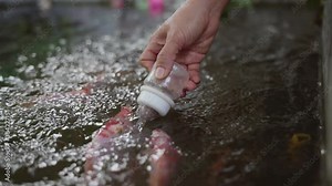 Kid hand feeding fish in the pond using baby milk bottle