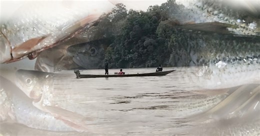 "Setiap kali ikan lik muncul itu tandanya banjir berlaku di Ulu Tembeling" - Penduduk | Berita Harian