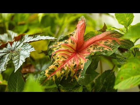 How to Overwinter Caladiums for Next Year