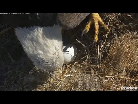 SWFL Eagles ~ M15 & F23 Working On Egg#2 💖 Incubation Shift Changes, Mating & Egg Closeups! 11.13.25